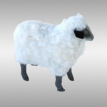 Standing Sheep